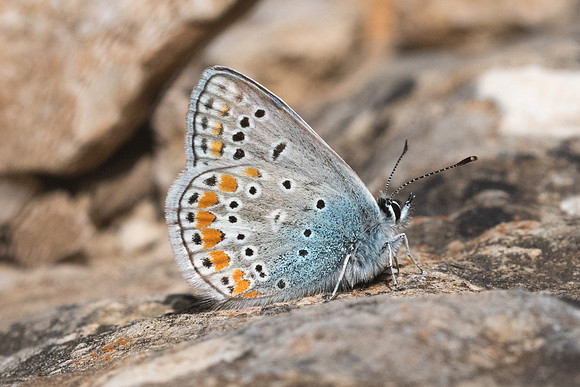 Polyommatus thersites-3531 - Peille - 8/05/21