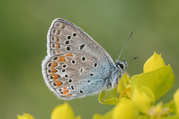 Polyommatus thersites-9052 - Gréolières - 18/05/21