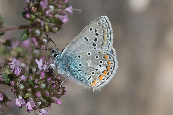 Polyommatus thersites-3498 - Peille - 8/05/21