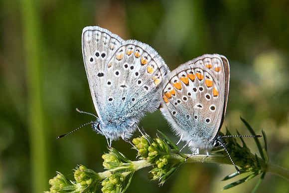 Polyommatus thersites-3721 - Col de cayolle - 5/07/21