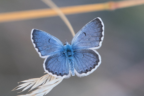 Pseudophilotes baton ♂-5642 - Cipieres - 5/07/20