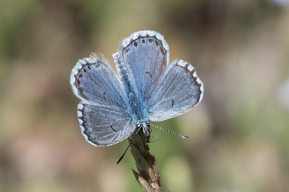 Pseudophilotes baton ♂-1419 - Rimplas - 29/06/20