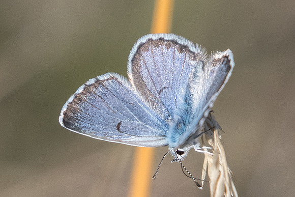 Pseudophilotes baton ♂-5610 - Cipières - 5/07/20