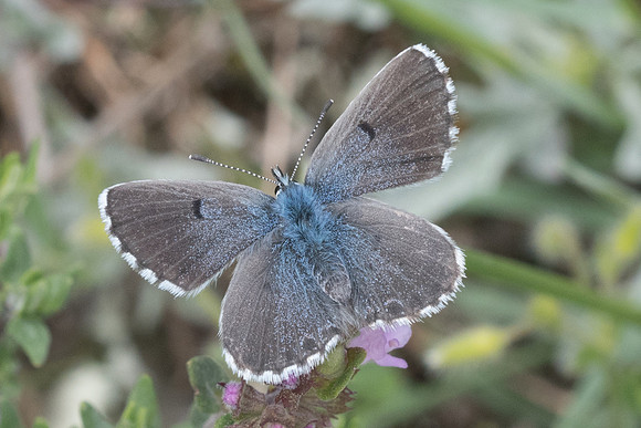 Pseudophilotes baton ♀-5693 - Cipières - 12/05/21