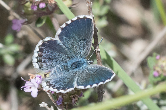 Pseudophilotes baton ♀-6335 - Vence - 13/05/21