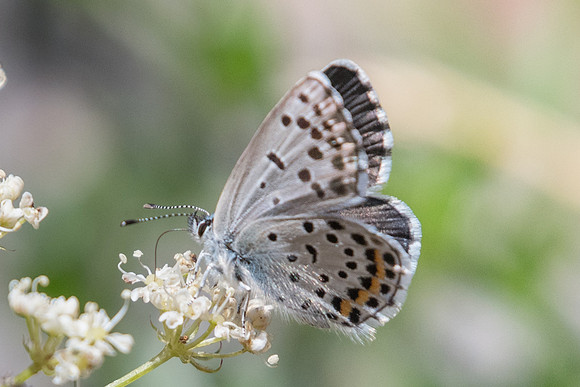 Pseudophilotes baton ♀-0944 -Pont Berthoud - Daluis - 28/06/20
