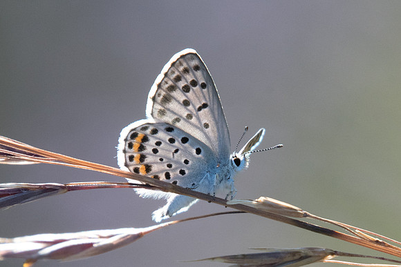 Pseudophilotes baton-5665 (Azuré du thym) - Cipières - 5/07/20