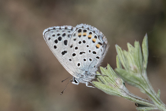 Pseudophilotes baton-5697 - Cipières - 5/07/20