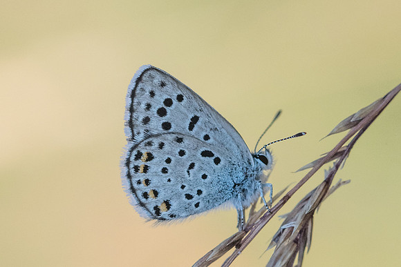 Pseudophilotes baton-6585 - Col de Vence - 6/07/20