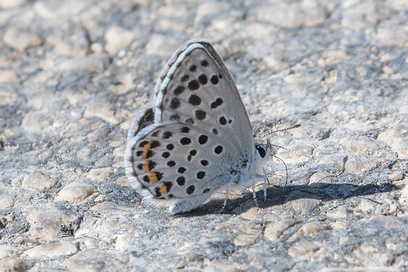Pseudophilotes baton- 6145 - Coursegoules - 5/07/20