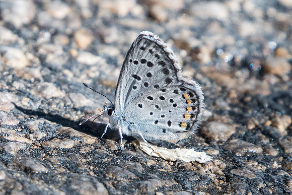 Pseudophilotes baton-6156 -Coursegoules - 5/07/20