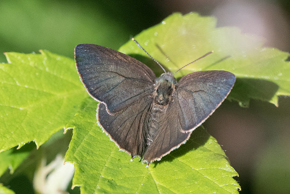Neozephyrus quercus-3928 - Croissy-beaubourg - 3/07/22