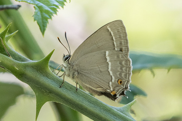 Neozephyrus quercus-5334 - Digne-les-bains - 4/07/20