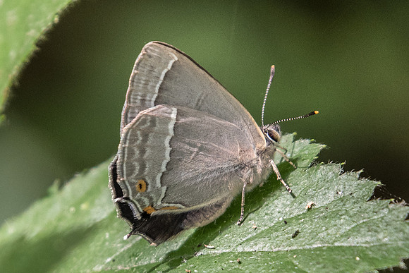 Quercusia quercus-3881 - Croissy-beaubourg - 18/06/22