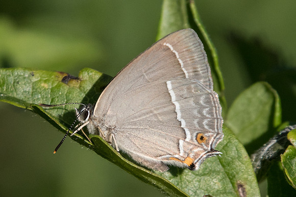 Neozephyrus quercus-5427 - Cipières - 5/07/20
