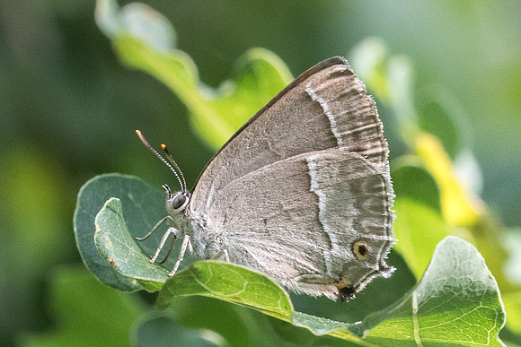 Neozephyrus quercus - 5670 - Lesigny - 23/07/21