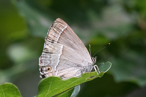 Neozephyrus quercus - 5678- Lesigny - 23/07/21