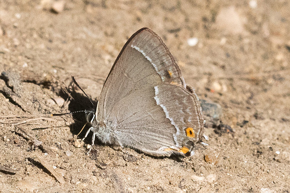 Neozephyrus quercus-0363- Croissy-beaubourg 8/07/23