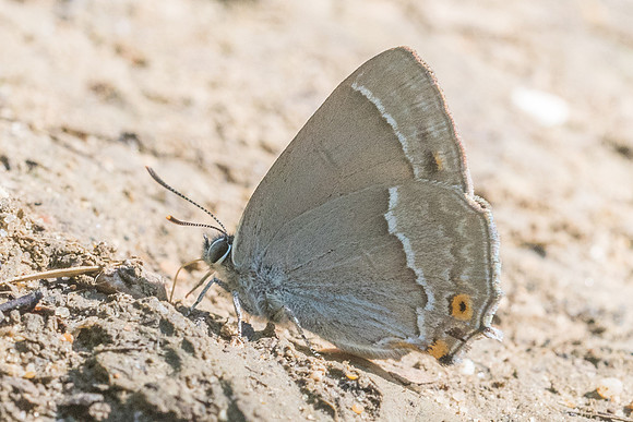 Neozephyrus quercus-0374 - Croissy-beaubourg 8/07/23