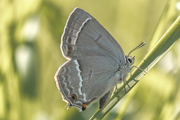 Neozephyrus quercus-5401 - Cipières - 05/07/20
