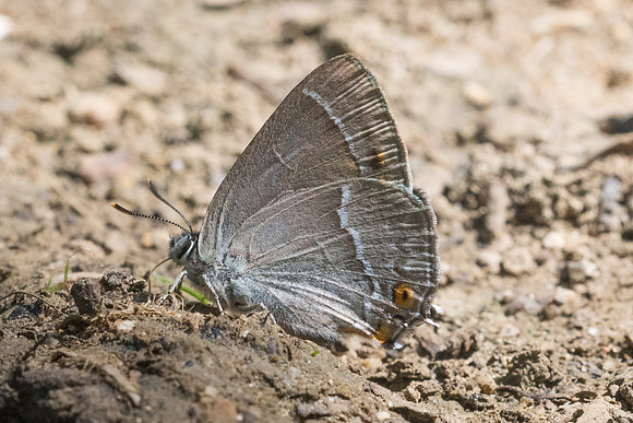 Neozephyrus quercus-0367 - Croissy-beaubourg 8/07/23