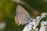 Satyrium acaciae - 5521 - Gréolières - 26/06/20