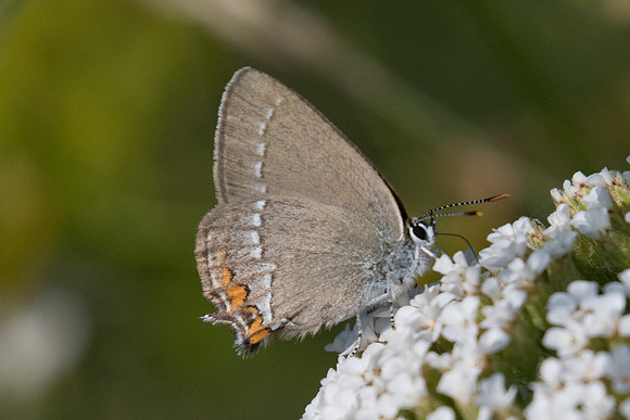 Satyrium acaciae - 5521 - Gréolières - 26/06/20
