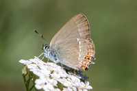 Satyrium acaciae-6219 - Coursegoules - 5/07/20