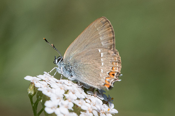 Satyrium acaciae-6219 - Coursegoules - 5/07/20