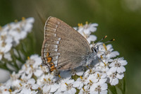 Satyrium acaciae-5505 - Greolières - 26/06/20