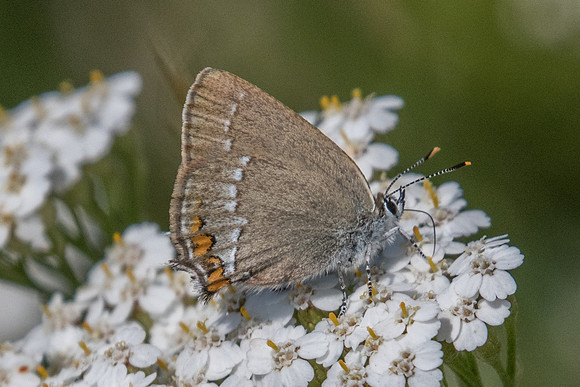 Satyrium acaciae-5505 - Greolières - 26/06/20