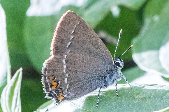 Satyrium acaciae-8674 - Argentiere la bessée - 29/06/21