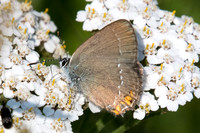 Satyrium acaciae - 5810 -  Gréolières - 26/06/20