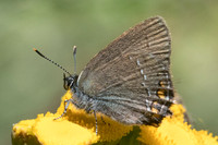 Satyrium acaciae-5983 - Llo - 20/07/23