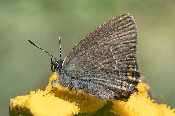 Satyrium acaciae-5983 - Llo - 20/07/23