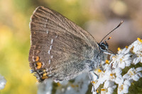 Satyrium acaciae - 3884 - Llo - 18/07/23