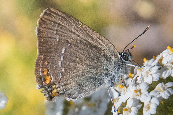 Satyrium acaciae - 3884 - Llo - 18/07/23