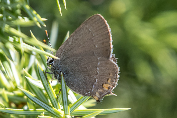 Satyrium acaciae - 4921  - Argentière la bessée - 3/07/20