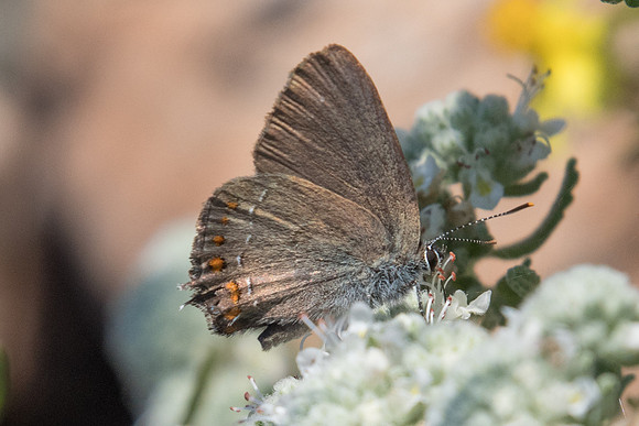 Satyrium esculi - 6744 - Col de Vence - 6/07/20