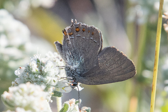 Satyrium esculi - 6709 - Col de Vence - 6/07/20
