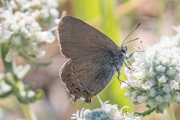Satyrium esculi-6768 -  Col de Vence - 6/07/20