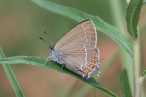 Satyrium ilicis (Thècle de l'yeuse) - Fontainebleau - 13/06/20