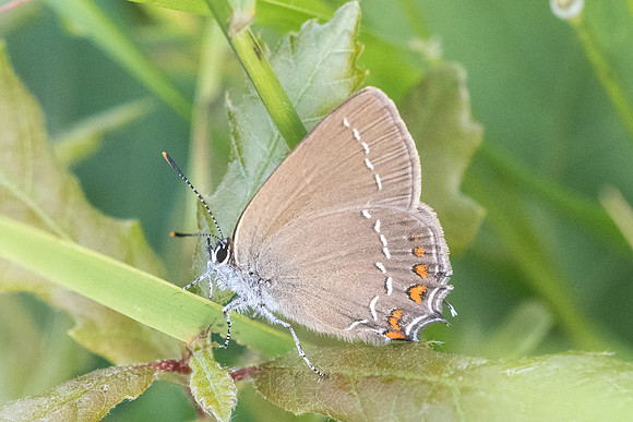 Satyrium ilicis - Fontainebleau - 13/06/20