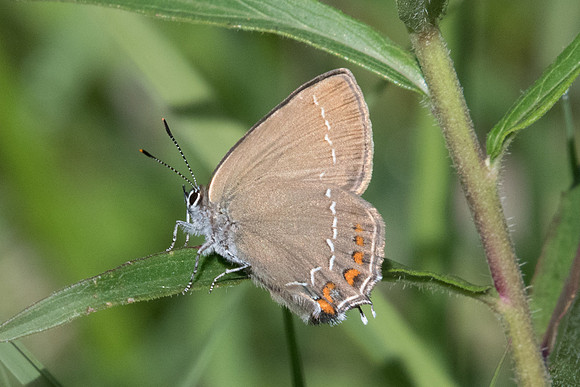 Satyrium ilicis - Fontainebleau - 13/06/20