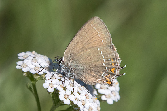 Satyrium ilicis-6188 -  Coursegoules - 5/07/20
