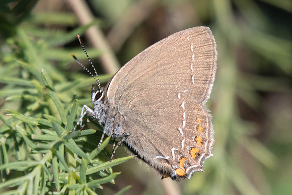 Satyrium ilicis-5574 - Cipieres 5/07/20