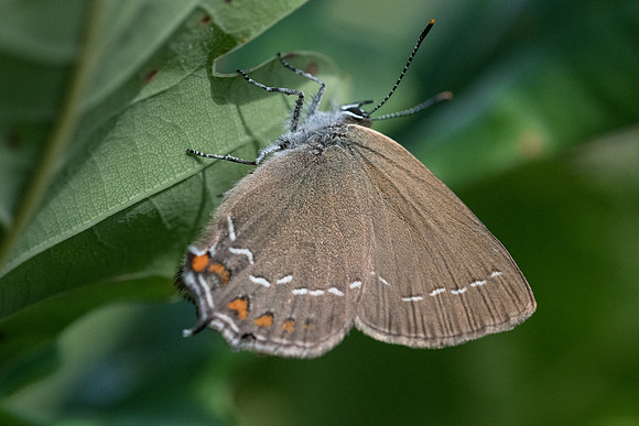 Satyrium ilicis - Fontainebleau - 13/06/20
