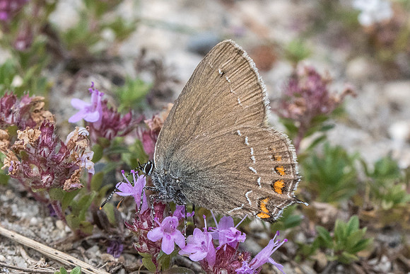Satyrium ilicis - Fontainebleau - 14/07/19