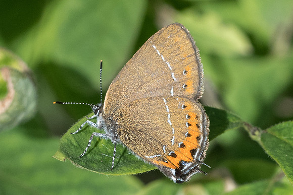 Satyrium pruni-3129 - St Germain Laval - 24/05/20