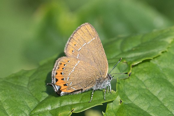 Satyrium pruni (Thècle du prunier) -  St Germain Laval - 24/05/20